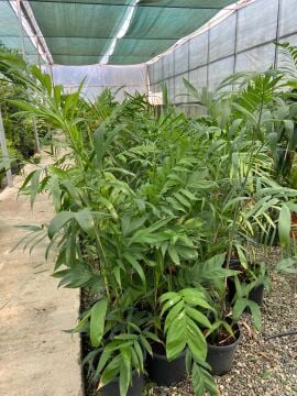 Zarif Şamadora (Dağ Palmiyesi) Chamaedorea elegans (50-70cm)