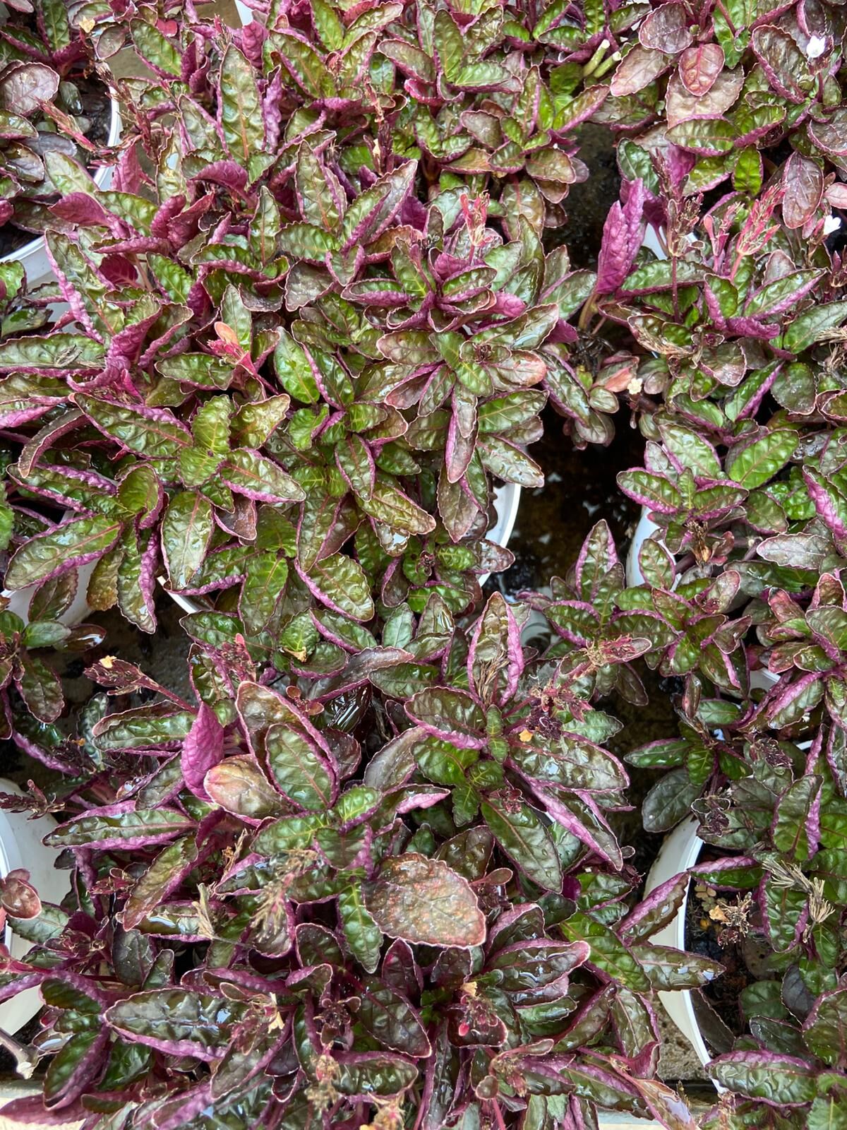 Hemigraphis alternata (Mor Yapraklı Yer Örtücü) 15-20cm