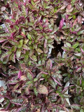 Hemigraphis alternata (Mor Yapraklı Yer Örtücü) 15-20cm