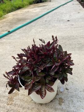 Hemigraphis alternata (Mor Yapraklı Yer Örtücü) 15-20cm