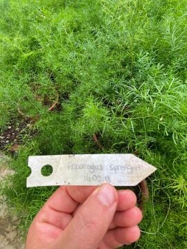 Asparagus Sprengeri (Tel Örgü Kuşkonmazı)