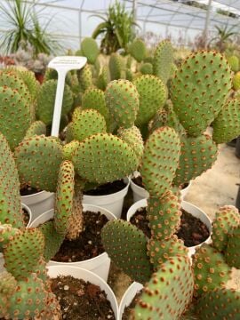 Opuntia Microdasys(Tavşan Kulağı Kaktüs) 10-20 cm
