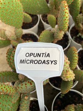 Opuntia Microdasys(Tavşan Kulağı Kaktüs) 10-20 cm
