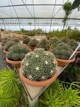 Mammillaria Compressa