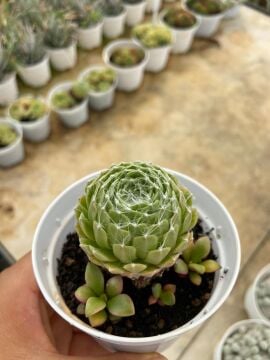 Sempervivum arachnoideum (Örümcek Ağı Dam Koruğu)