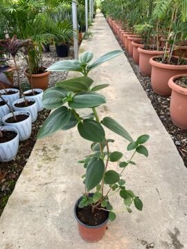 Tibouchina Multiflora / Mor Çiçekli Tiboçina 50-100cm