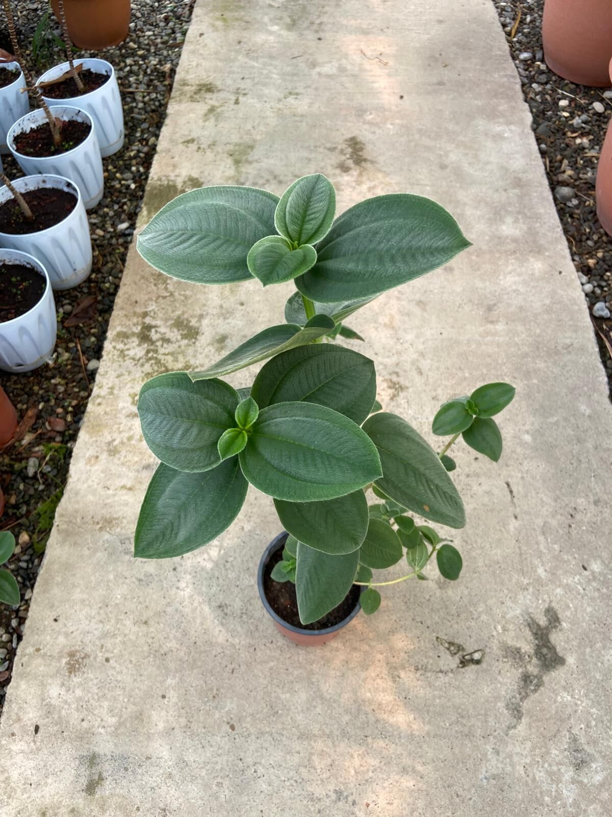 Tibouchina Multiflora / Mor Çiçekli Tiboçina 50-100cm