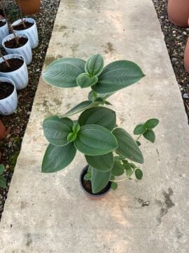 Tibouchina Multiflora / Mor Çiçekli Tiboçina 50-100cm