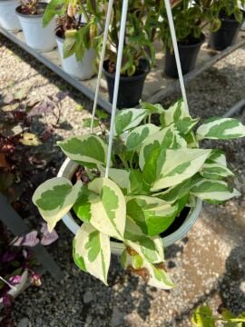 Epipremnum Aureum 'N Joy' (Salon Sarmaşığı)