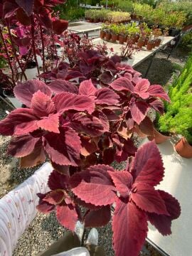 Plectranthus Scutellarioides (Ateş Renkli Yaprak Güzeli)
