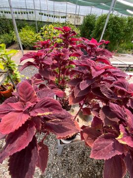 Plectranthus Scutellarioides (Ateş Renkli Yaprak Güzeli)