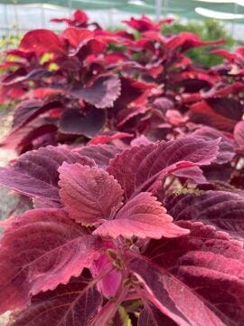 Plectranthus Scutellarioides (Ateş Renkli Yaprak Güzeli)