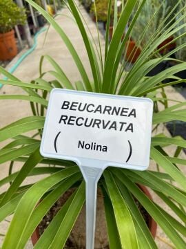 Nolina (Beucarnea Recurvata) 40-70cm