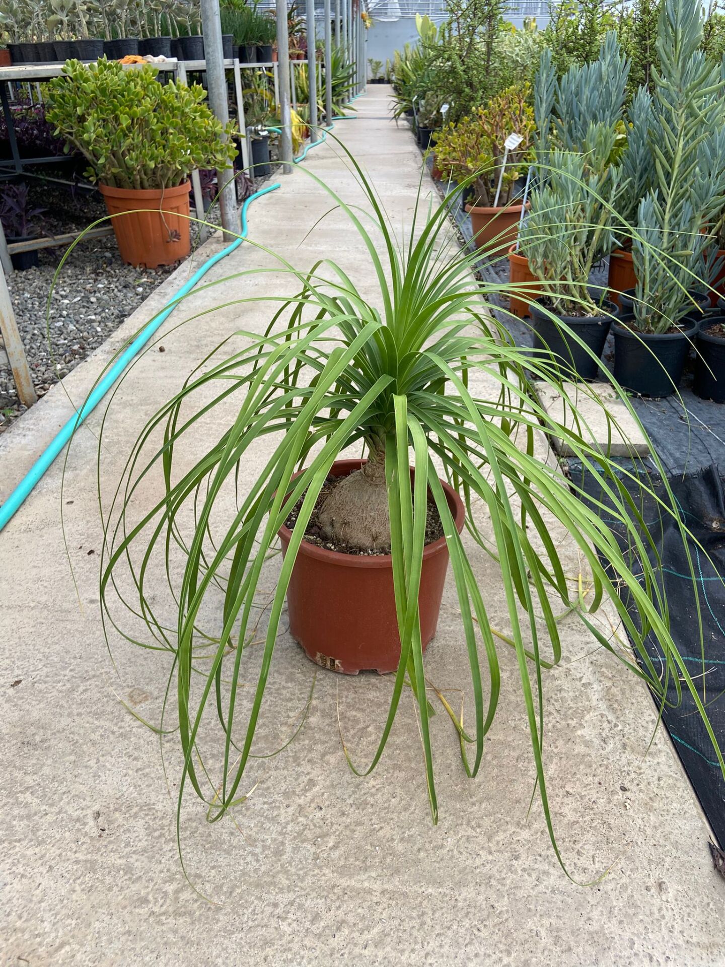 Nolina (Beucarnea Recurvata) 40-70cm