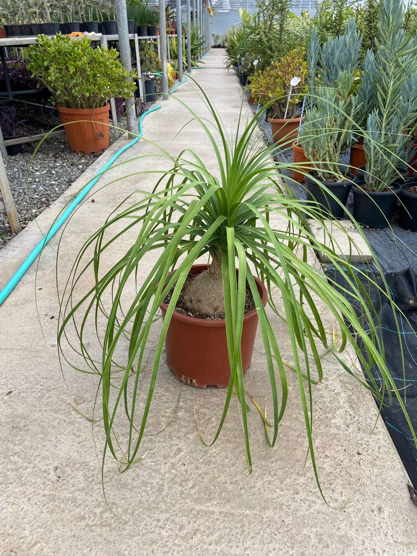 Nolina (Beucarnea Recurvata) 40-70cm