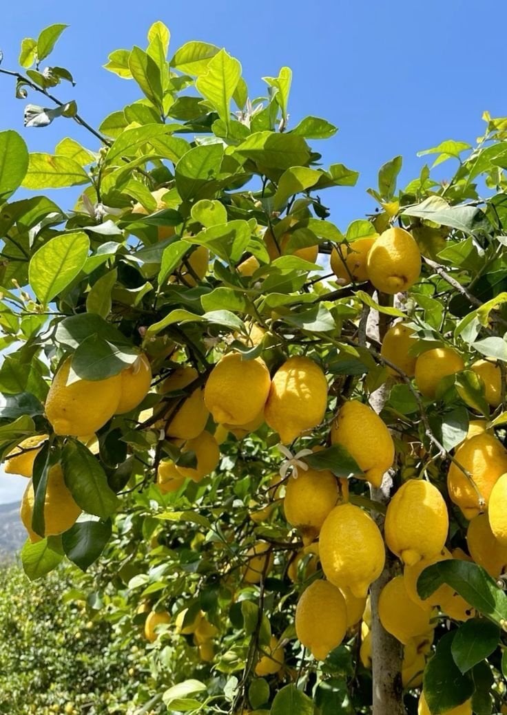 Enterdonat Limon (Citrus limon ‘Enterdonat’) 100-160cm