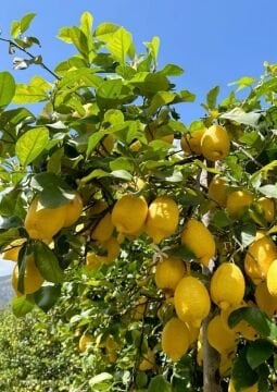 Enterdonat Limon (Citrus limon ‘Enterdonat’) 100-160cm