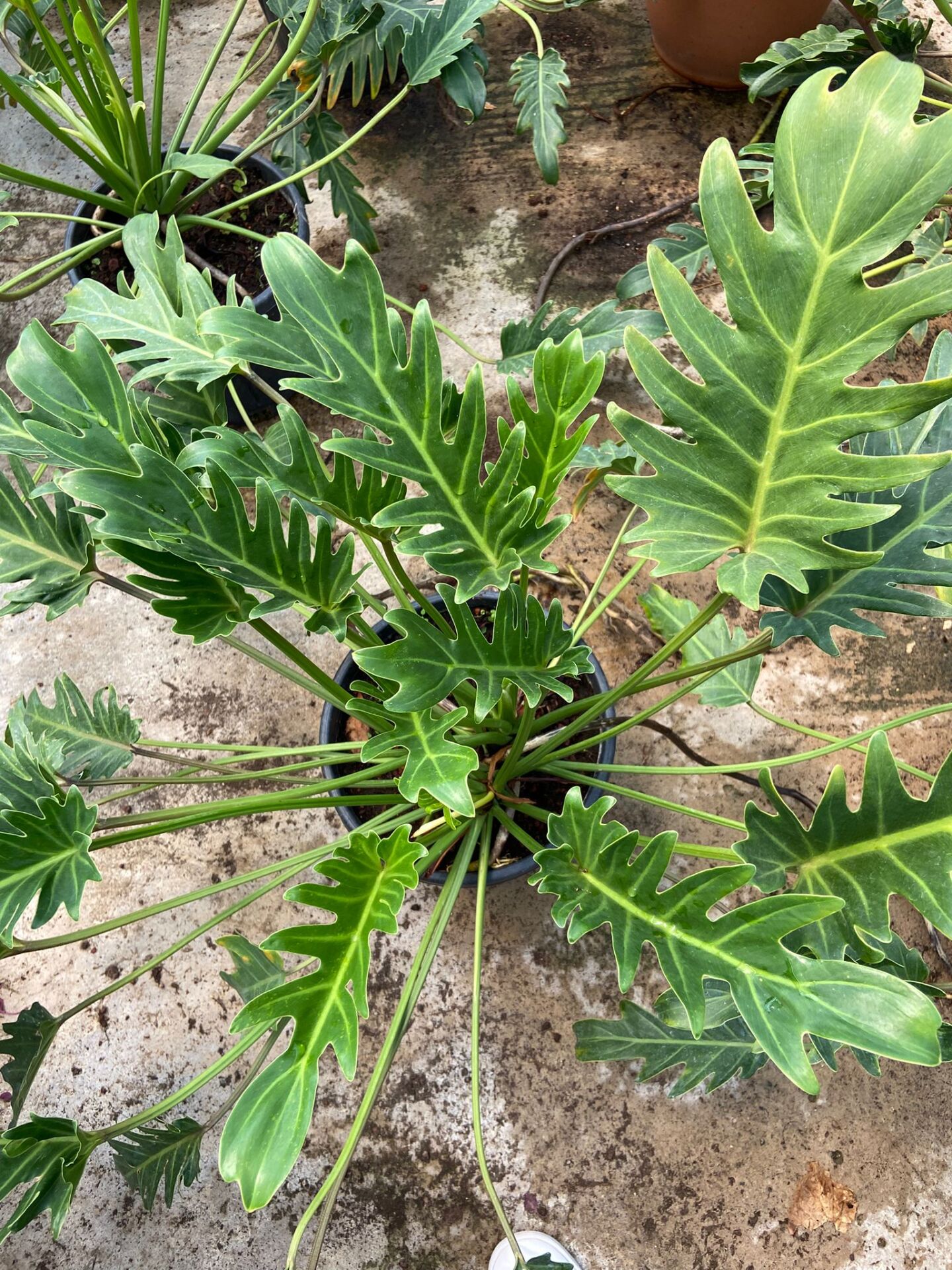 Deve Tabanı (Philodendron xanadu) 40-60 cm)