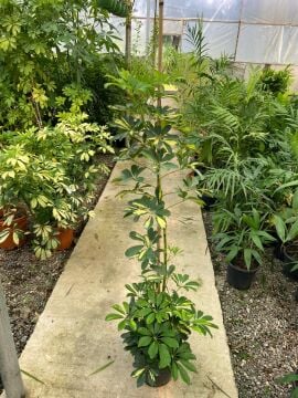 Schefflera arboricola ‘Variegata’ (Alacalı Şeflera) 100-120cm