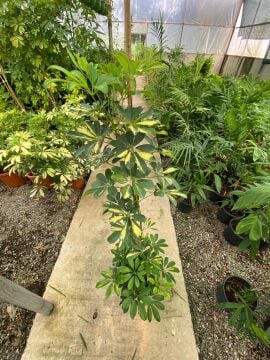 Schefflera arboricola ‘Variegata’ (Alacalı Şeflera) 100-120cm