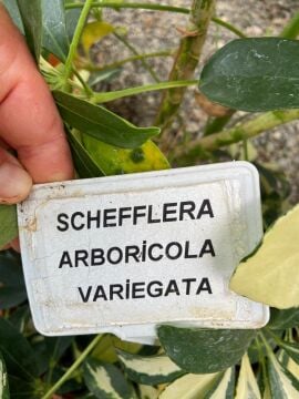 Schefflera arboricola ‘Variegata’ (Alacalı Şeflera) 100-120cm
