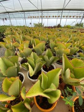 Kalanchoe synsepala (Kalanço Sukulent)