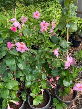 Mandavillea – Pembe Çiçek Açan Sarmaşık 110-120cm