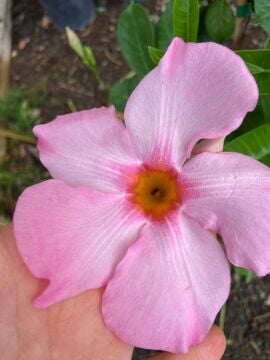 Mandavillea – Pembe Çiçek Açan Sarmaşık 110-120cm