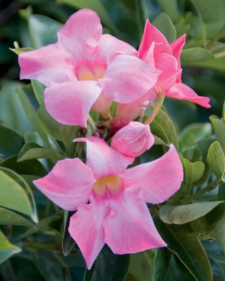 Mandavillea – Pembe Çiçek Açan Sarmaşık 110-120cm
