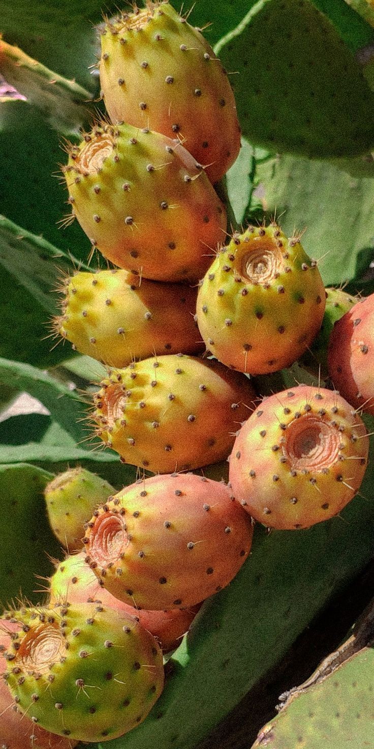 Frenk Yemişi (Dikenli İncir) – Taze ve Doğal 1 kg