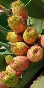 Frenk Yemişi (Dikenli İncir) – Taze ve Doğal 1 kg