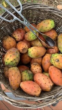 Frenk Yemişi (Dikenli İncir) – Taze ve Doğal 1 kg