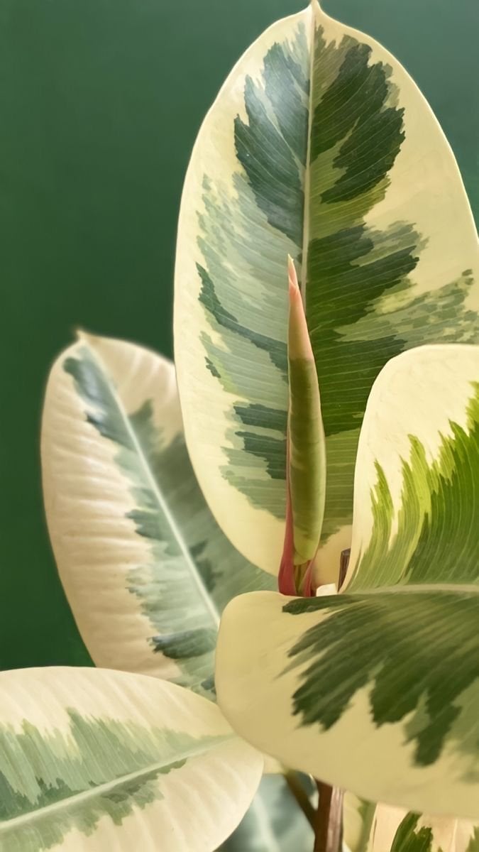 Alacalı Kauçuk (Ficus elastica Tineke)