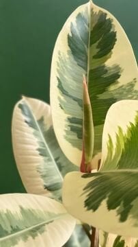 Alacalı Kauçuk (Ficus elastica Tineke)