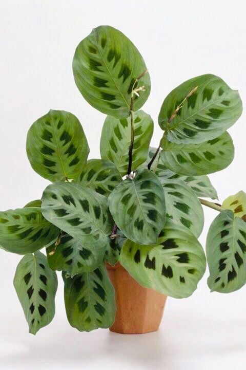 Dua Çiçeği (Maranta leuconeura) – Saksılı (Macetas)