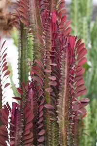 Kırmızı Yapraklı Afrika Süt Ağacı (Euphorbia trigona ‘Rubra’)