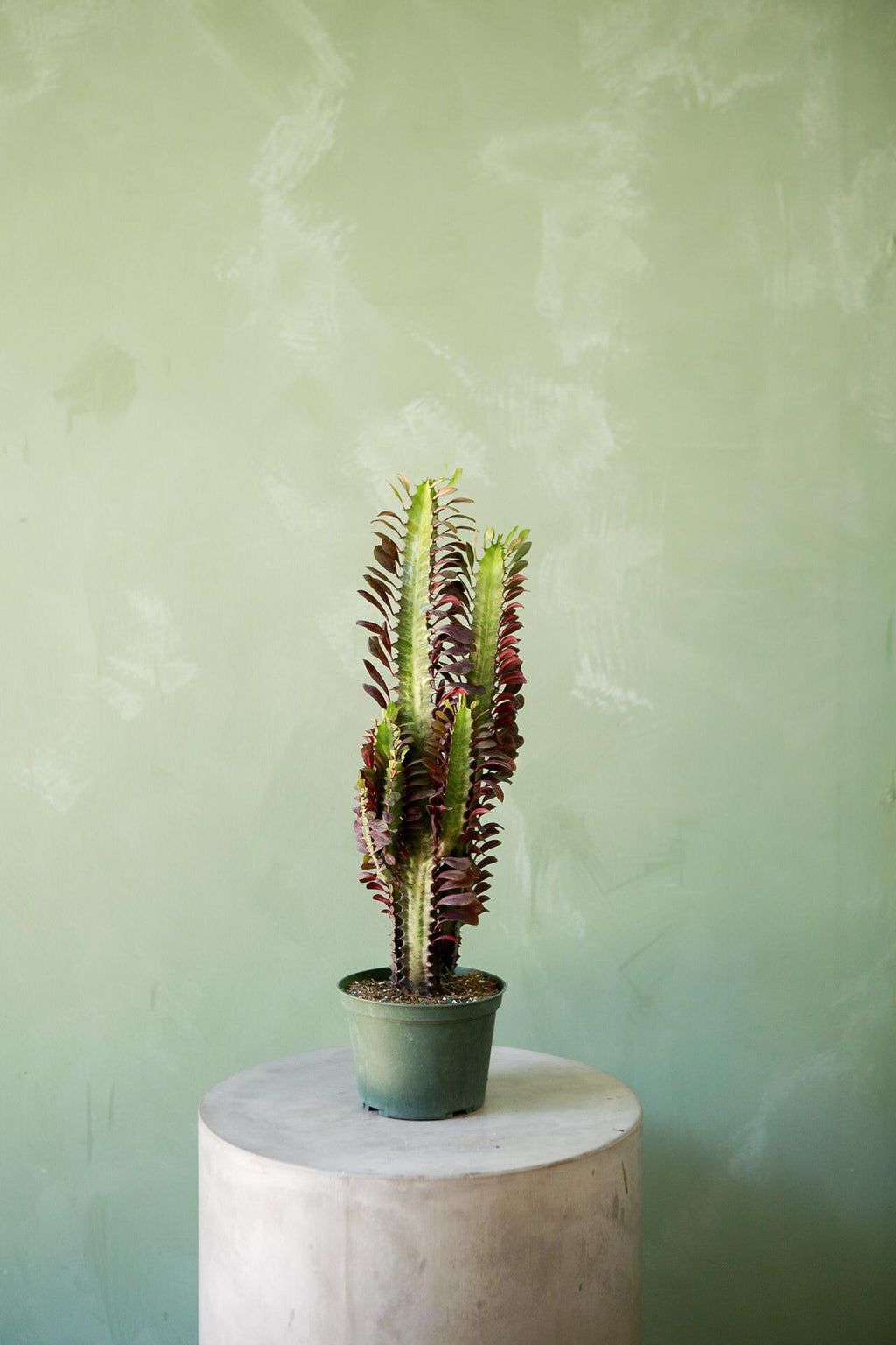 Kırmızı Yapraklı Afrika Süt Ağacı (Euphorbia trigona ‘Rubra’)