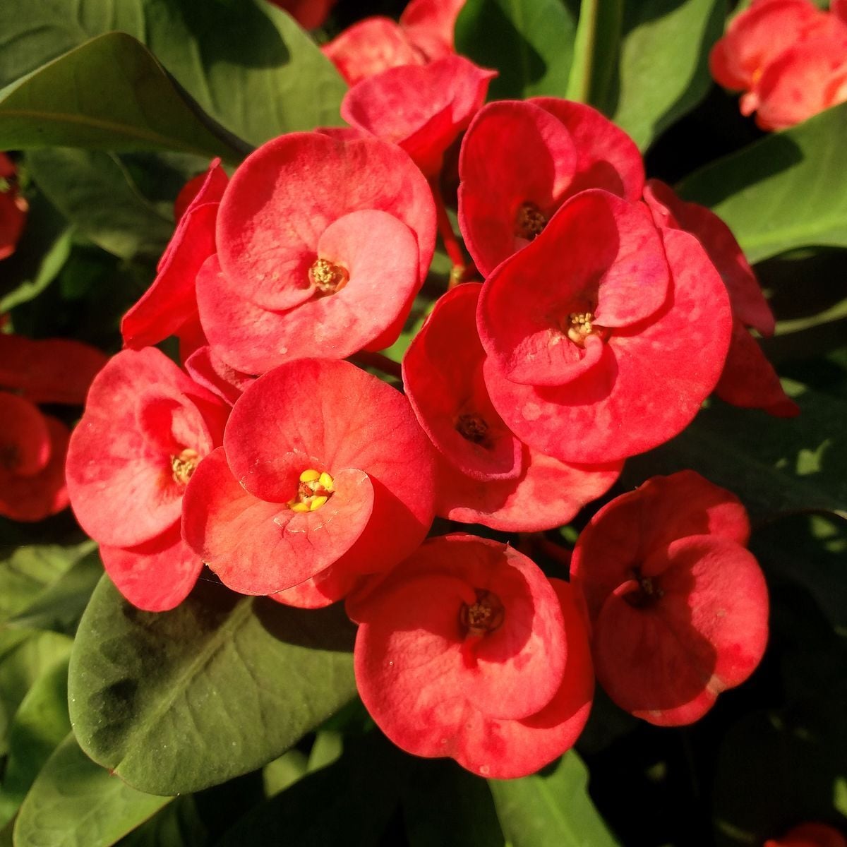 Eforbia – Kırmızı Çiçekli İri Yapraklı (Euphorbia milii)
