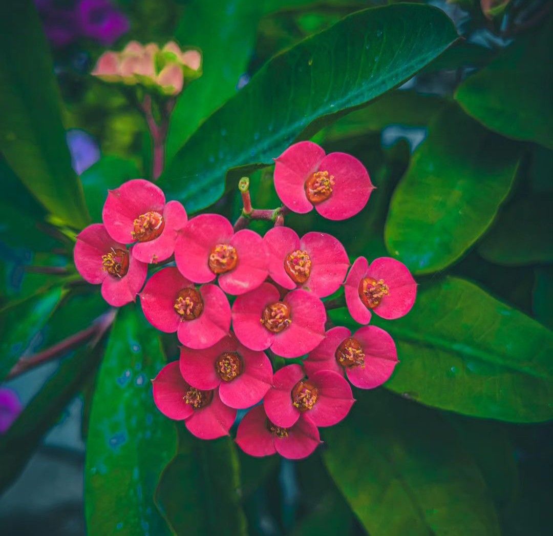 Minik Çiçekli Eforbia (Euphorbia milii)