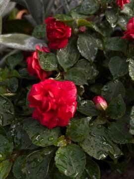 Katmerli Cam Güzeli – Kırmızı