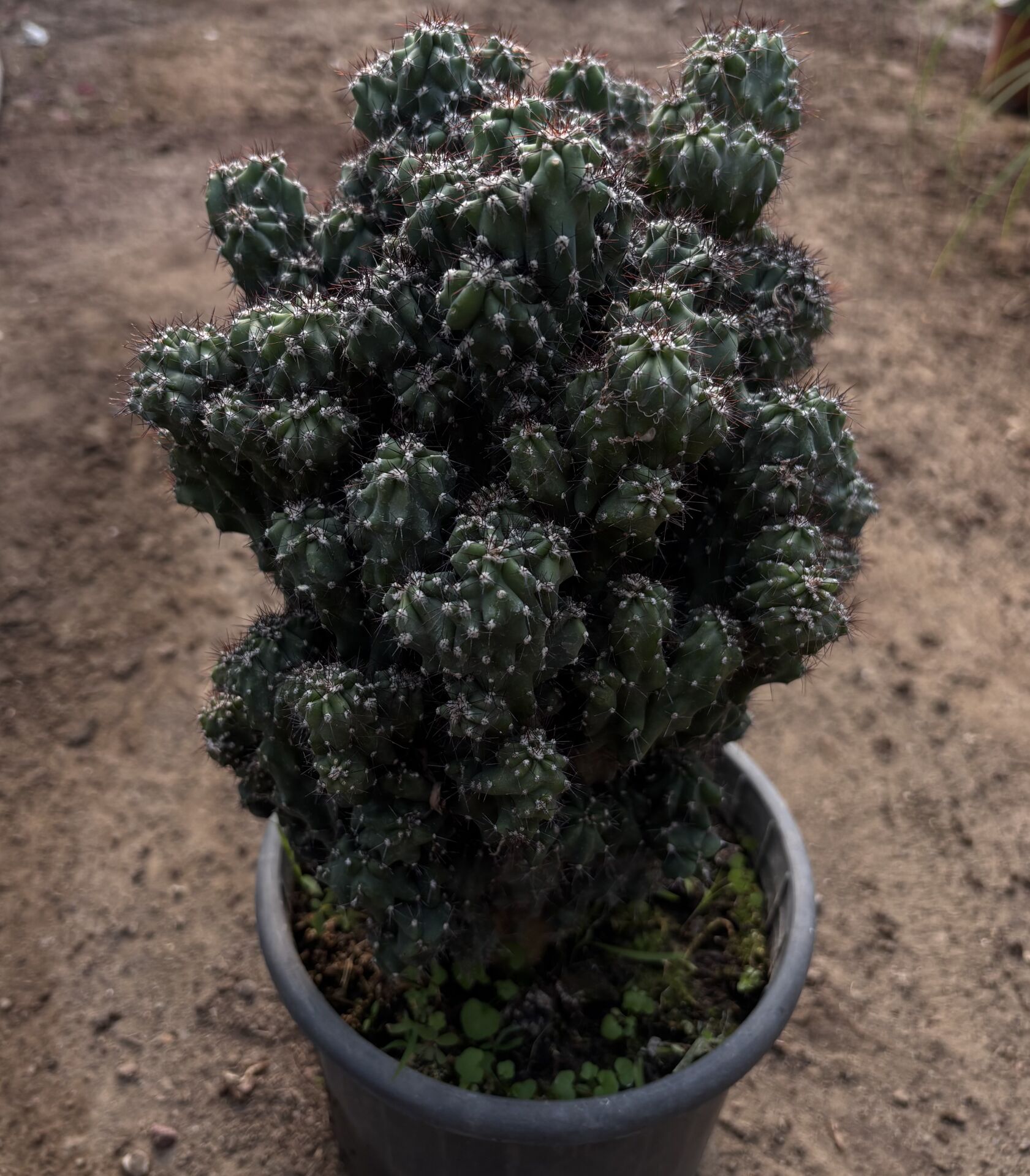 Cereus peruvianus ‘Monstrose’ – Heykelsi Kaktüs