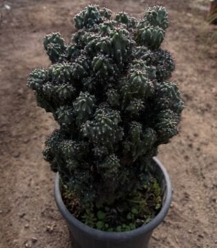 Cereus peruvianus ‘Monstrose’ – Heykelsi Kaktüs