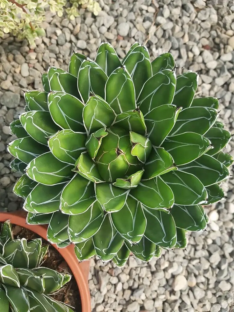 Agave victoriae-reginae (Kraliçe Victoria Agavesi)
