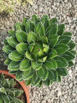 Agave victoriae-reginae (Kraliçe Victoria Agavesi)