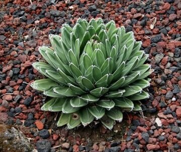 Agave victoriae-reginae (Kraliçe Victoria Agavesi)