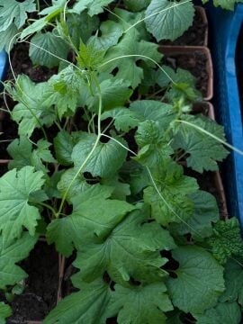 Kudret Narı Fidanı (Momordica charantia) (10-20cm)