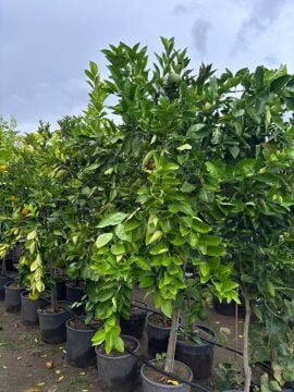 Washington Portakal – 4-5 yaş büyük boy fidan