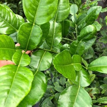 Kaffir Lime – Taze Yaprak (100 gr)