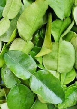 Kaffir Lime – Taze Yaprak (100 gr)