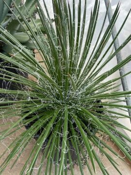 Agave geminiflora – İnce Yapraklı Sabırlık 7lt saksı